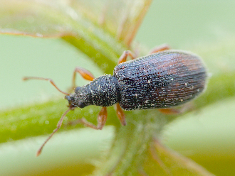 Phyllobius oblongus (Linnaeus, 1758)